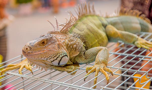 Rex, l’iguane de Gino